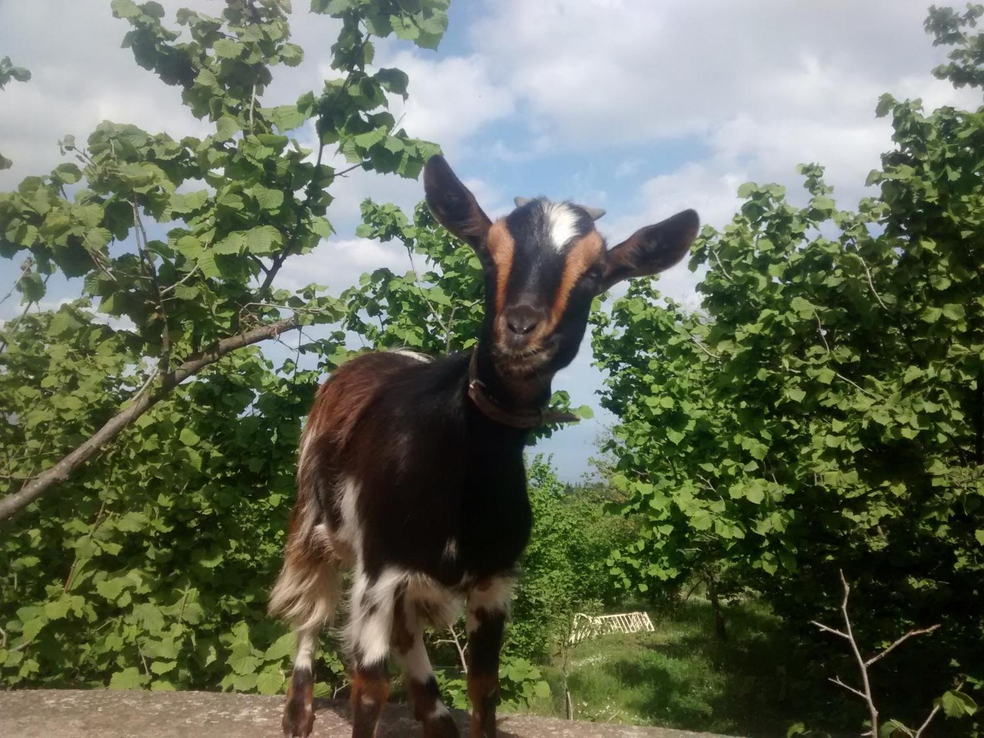 Agriturismo La Caraffara Sull' Etna Puntalazzo Exteriör bild
