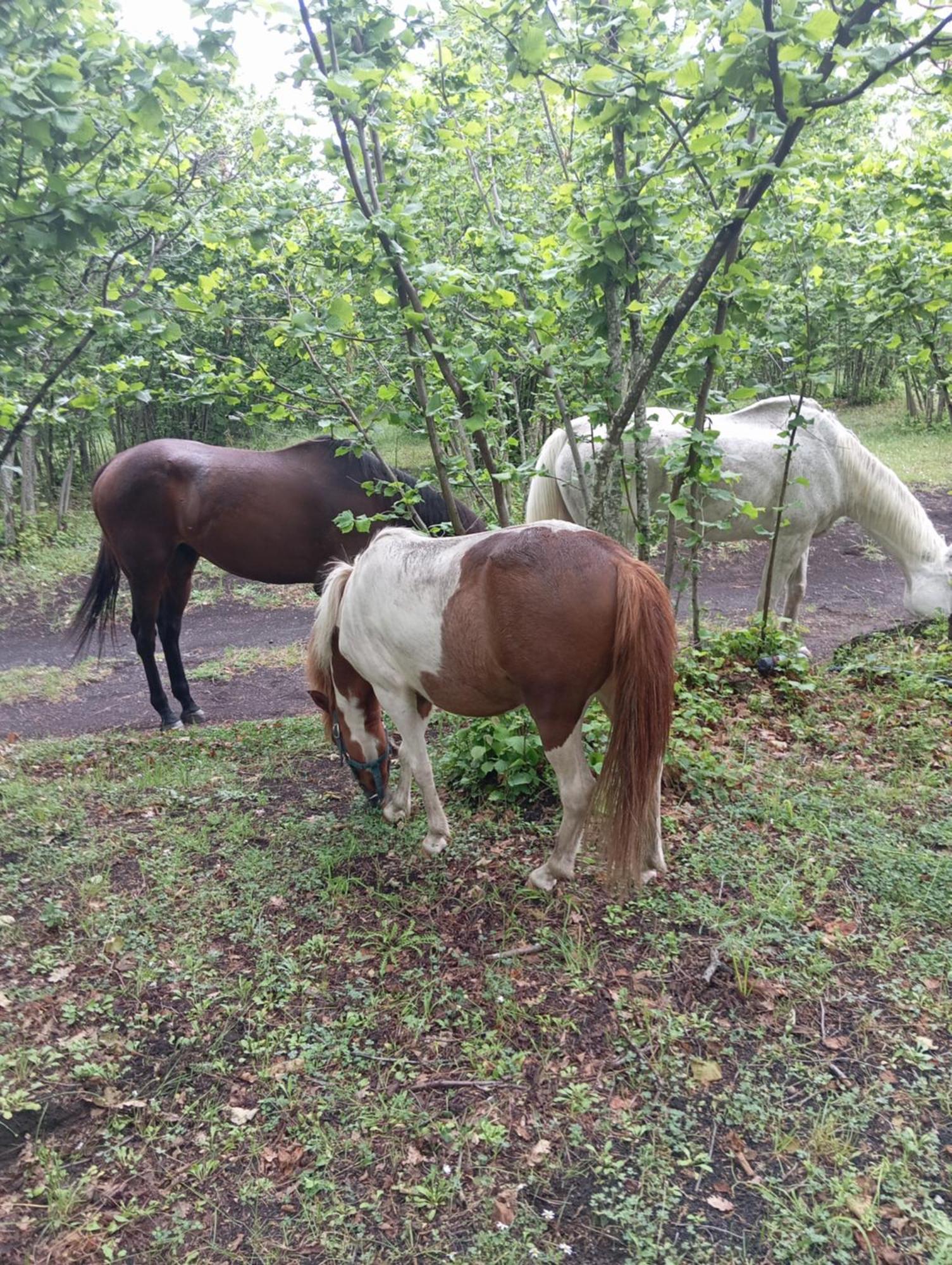 Agriturismo La Caraffara Sull' Etna Puntalazzo Exteriör bild