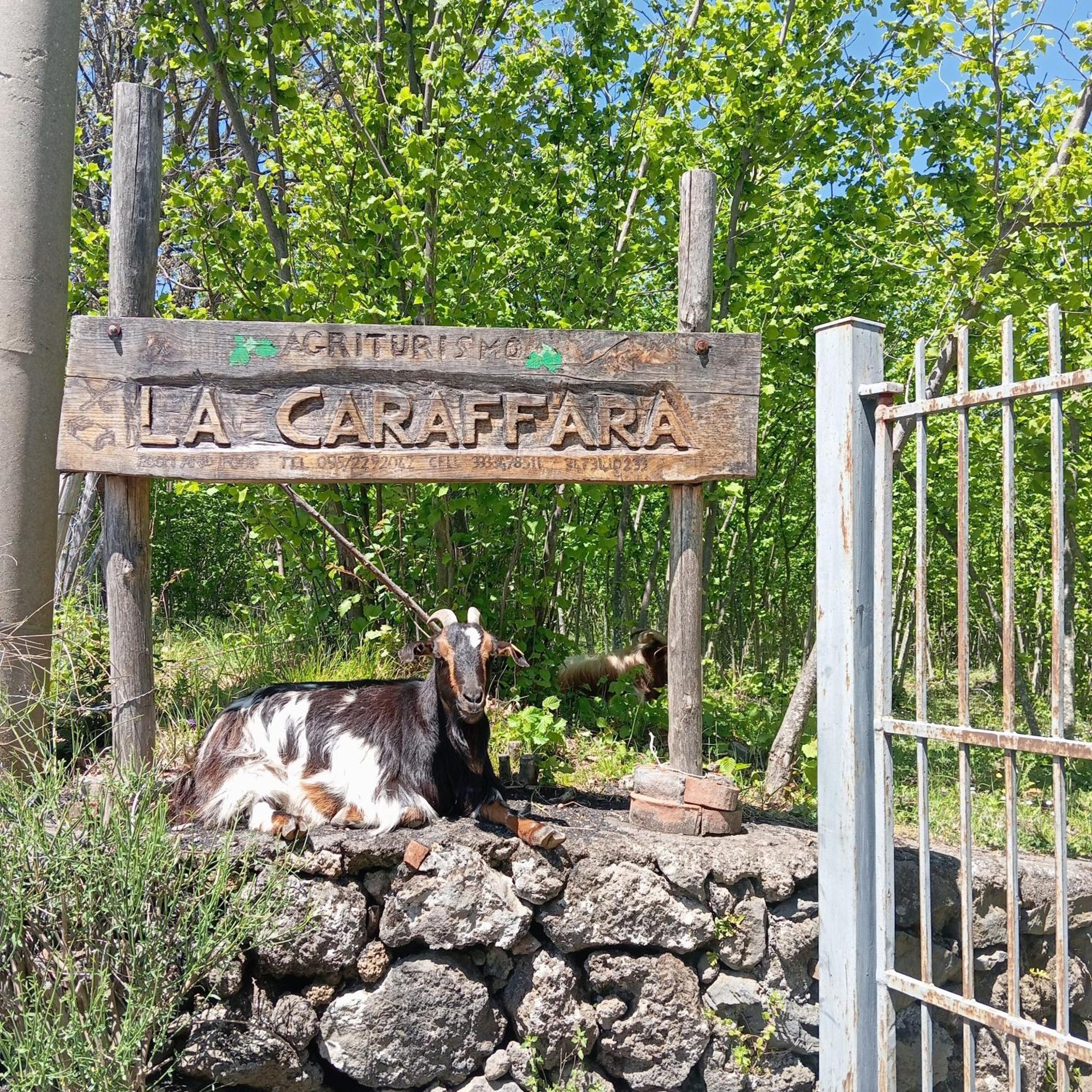 Agriturismo La Caraffara Sull' Etna Puntalazzo Exteriör bild